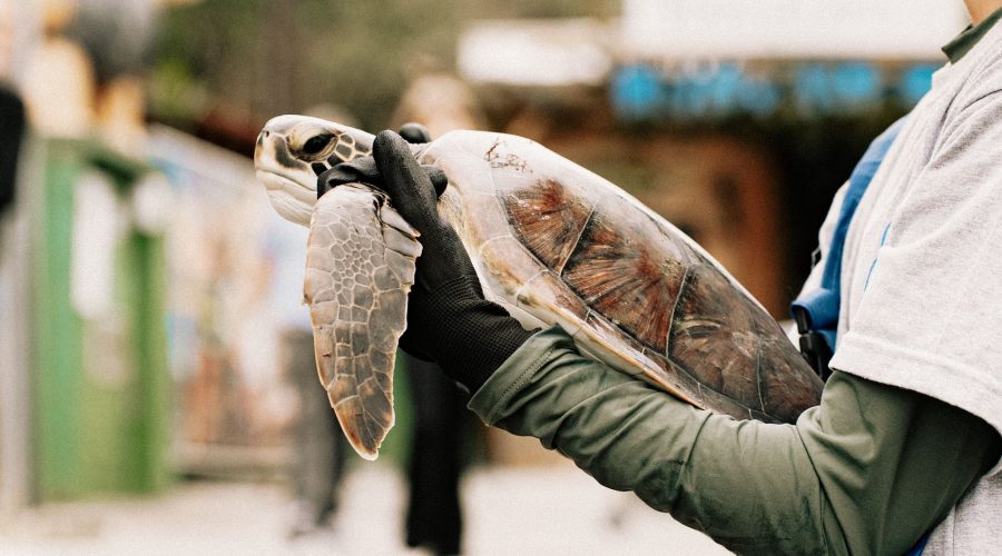Comment devenir zoologiste ?