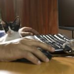 Les avantages des animaux au travail