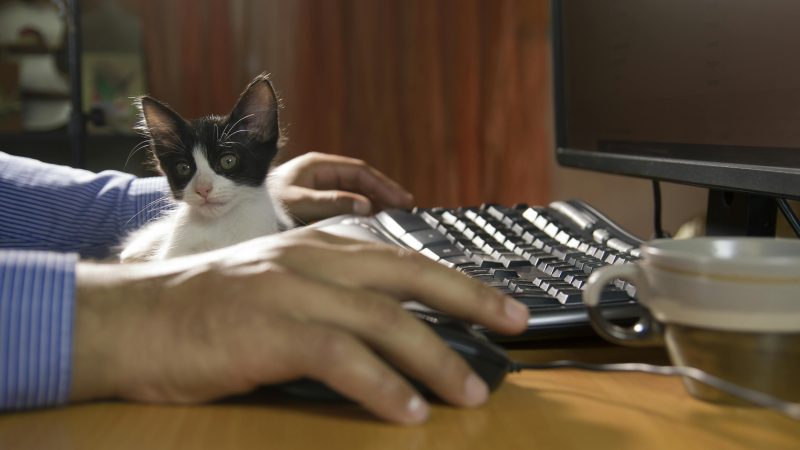 Les avantages des animaux au travail