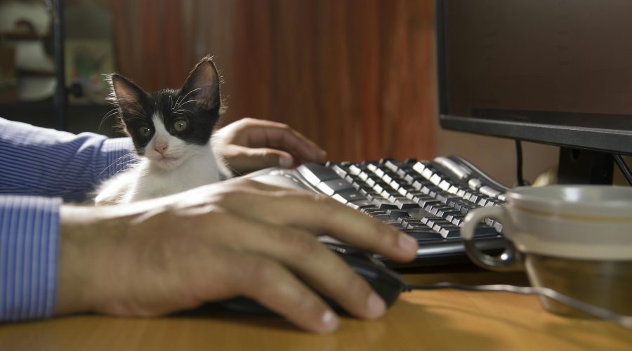 Les avantages des animaux au travail