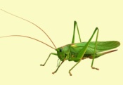 avis GREEN INSECTS