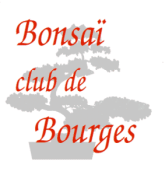 avis BONSAI CLUB DE REIMS